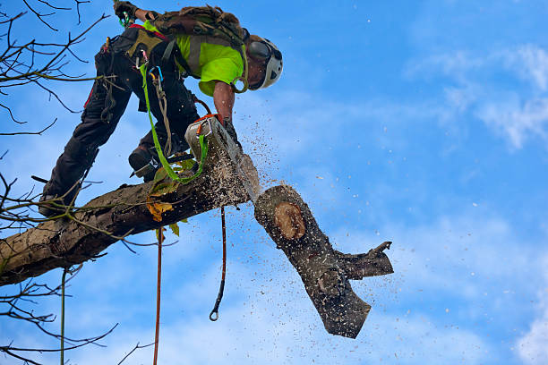 How Our Tree Care Process Works  in  Lakehills, TX